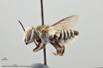 Media type: image;   Entomology 25435 Aspect: habitus lateral view